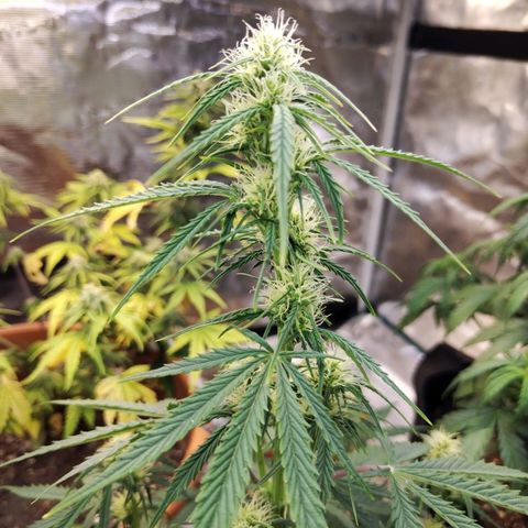 Critikal XXL auto growlog timeline photo