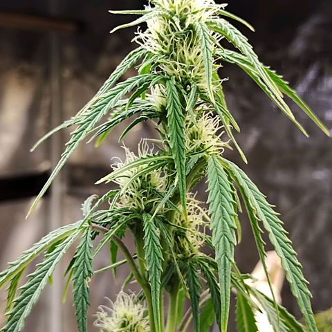Critikal XXL auto growlog timeline photo