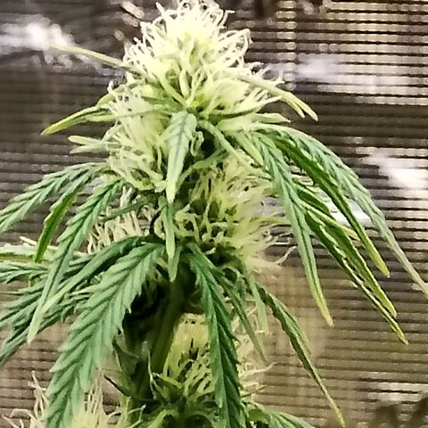 Critikal XXL auto growlog timeline photo