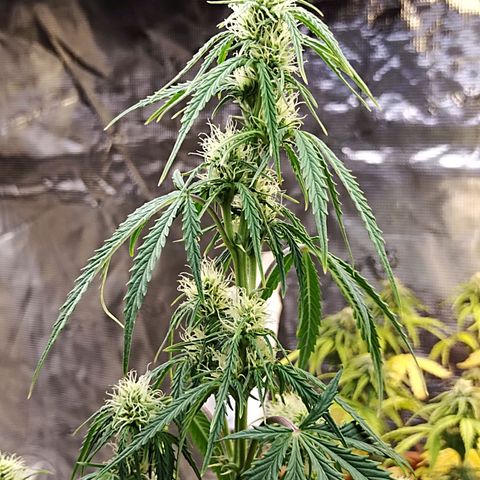 Critikal XXL auto growlog timeline photo
