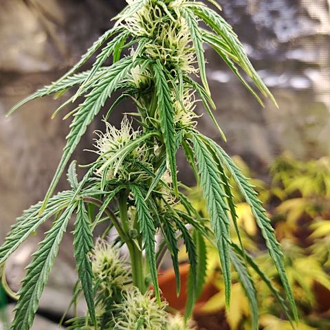 Critikal XXL auto growlog timeline photo