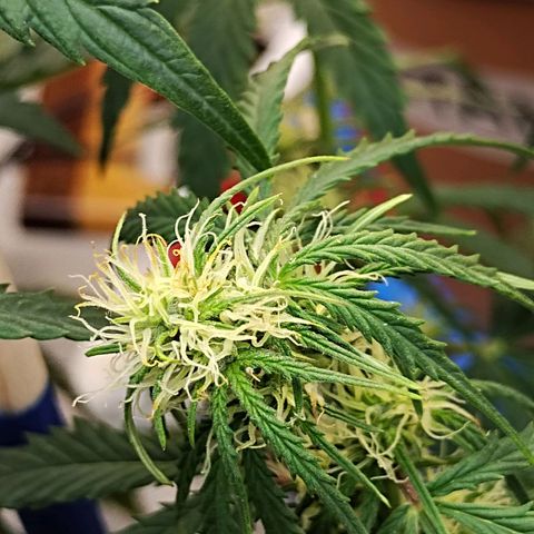 Critikal XXL auto growlog timeline photo