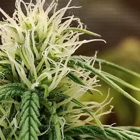Critikal XXL auto growlog timeline photo