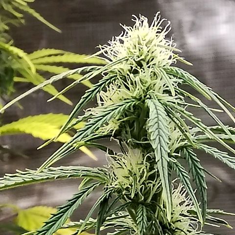 Critikal XXL auto growlog timeline photo