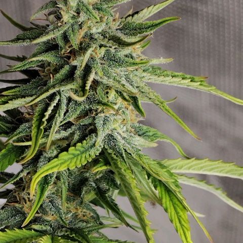 Matanuska growlog timeline photo