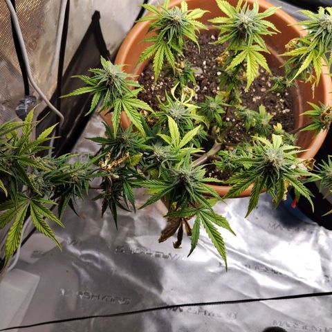 Matanuska growlog timeline photo