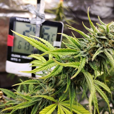 Matanuska growlog timeline photo