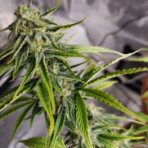 Matanuska growlog timeline photo