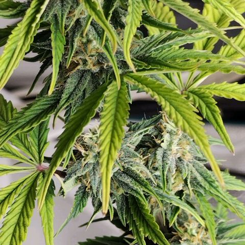 Matanuska growlog timeline photo
