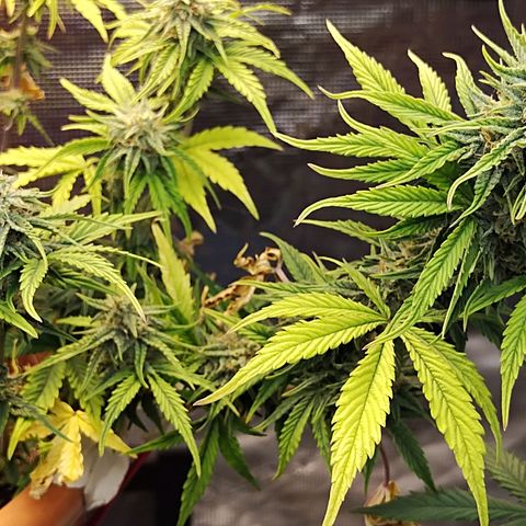 Matanuska growlog timeline photo