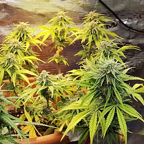 Matanuska growlog timeline photo