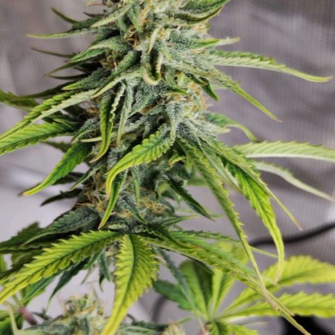 Matanuska growlog timeline photo
