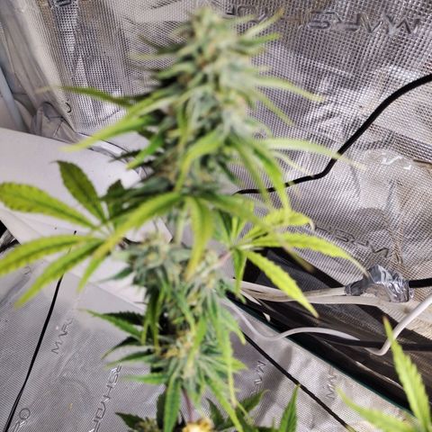 Matanuska growlog timeline photo