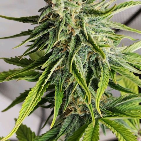 Matanuska growlog timeline photo