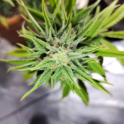 Matanuska growlog timeline photo