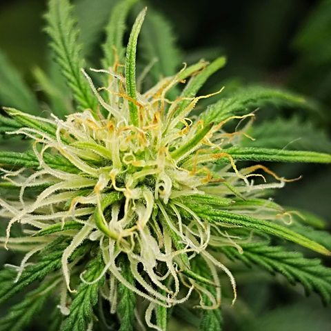 Critikal XXL auto growlog timeline photo