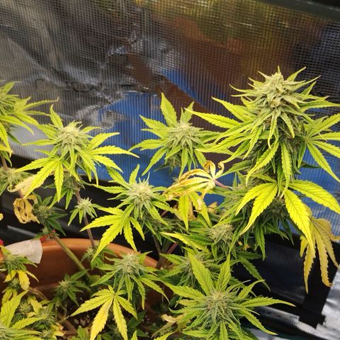 Matanuska growlog timeline photo