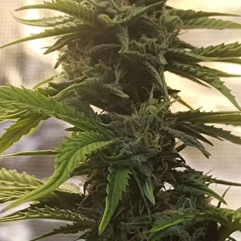 Matanuska growlog timeline photo