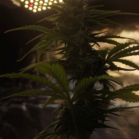 Matanuska growlog timeline photo