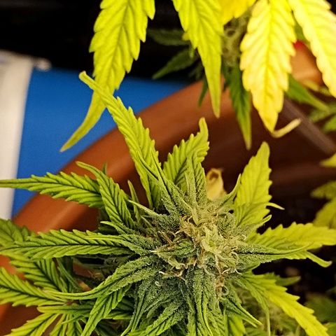Matanuska growlog timeline photo