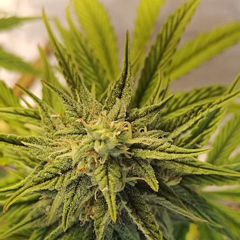 Matanuska growlog timeline photo