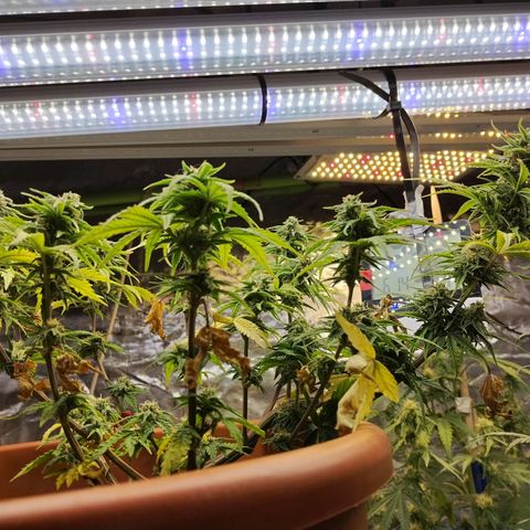 Matanuska growlog timeline photo