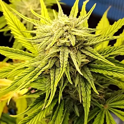 Matanuska growlog timeline photo