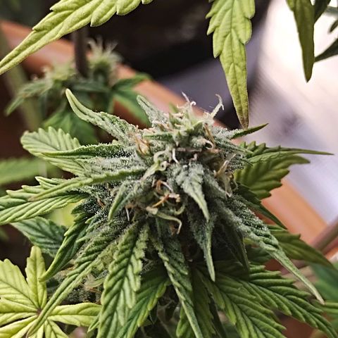 Matanuska growlog timeline photo
