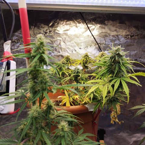 Matanuska growlog timeline photo