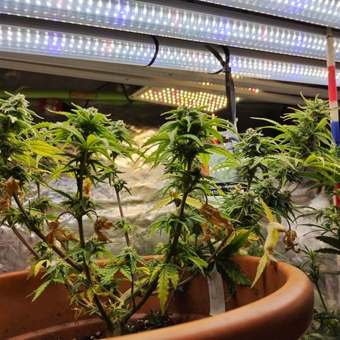 Matanuska growlog timeline photo