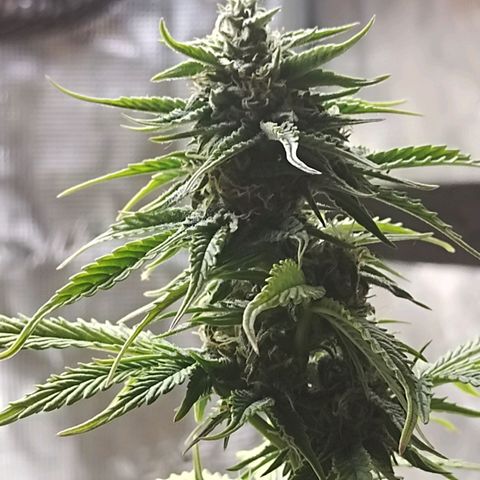 Matanuska growlog timeline photo