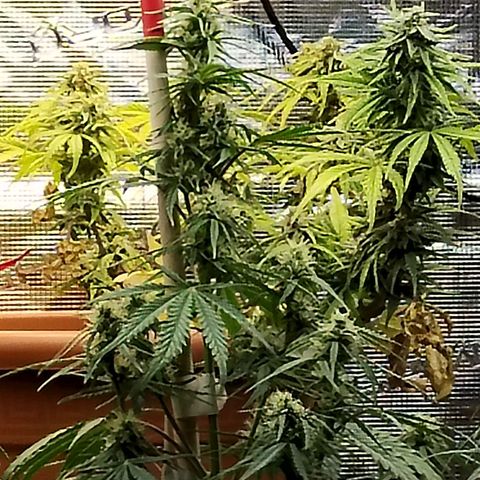 Matanuska growlog timeline photo