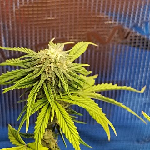 Matanuska growlog timeline photo