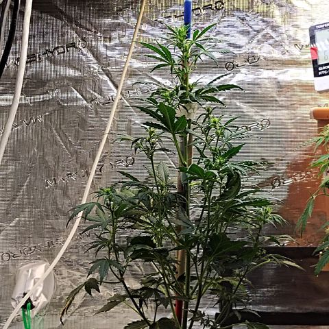 Critikal XXL auto growlog timeline photo