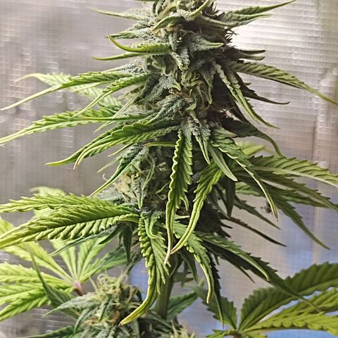 Matanuska growlog timeline photo
