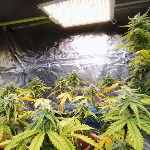 Matanuska growlog timeline photo