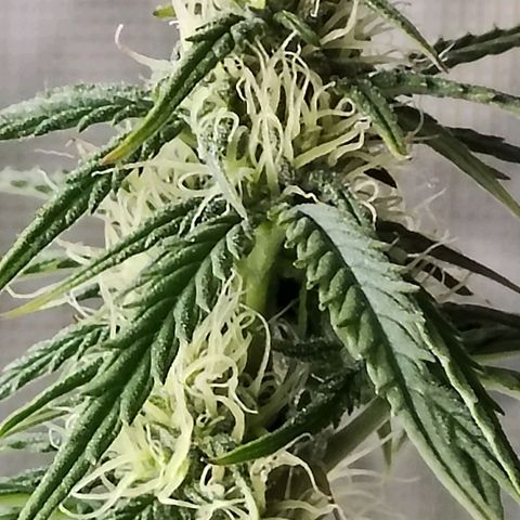 Critikal XXL auto growlog timeline photo