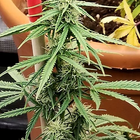 Critikal XXL auto growlog timeline photo