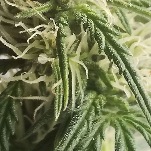 Critikal XXL auto growlog timeline photo