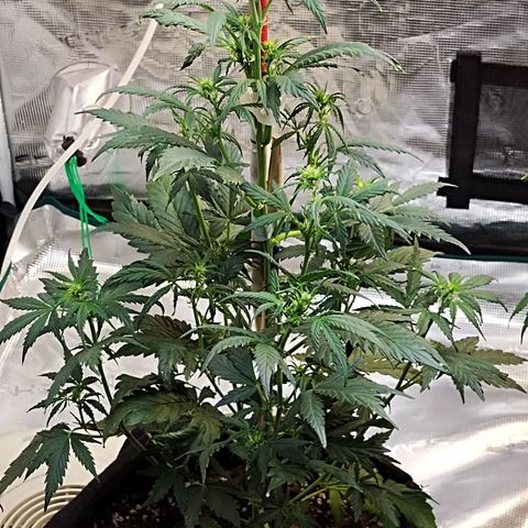 Critikal XXL auto growlog timeline photo