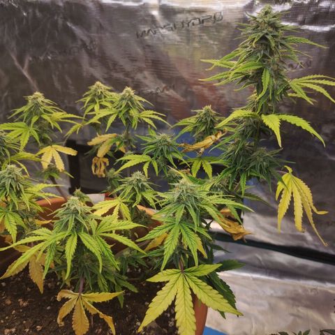 Matanuska growlog timeline photo