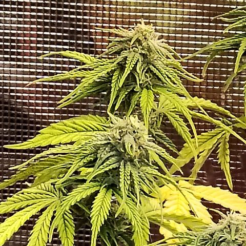 Matanuska growlog timeline photo