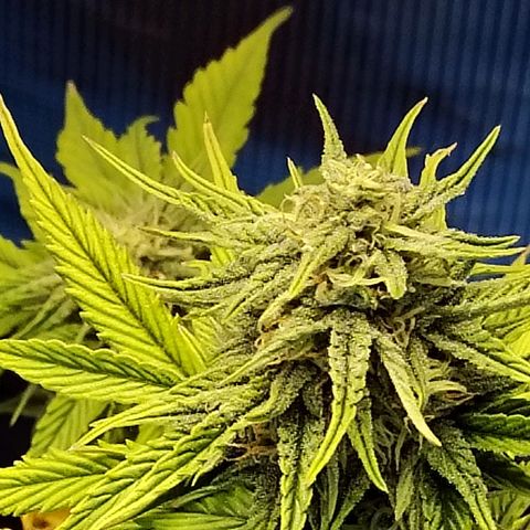 Matanuska growlog timeline photo
