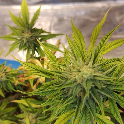 Matanuska growlog timeline photo
