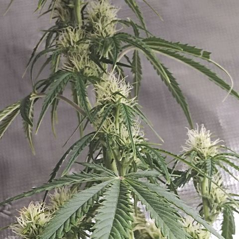 Critikal XXL auto growlog timeline photo
