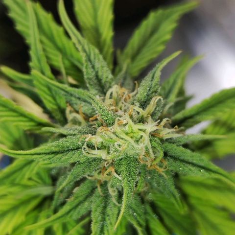 Matanuska growlog timeline photo