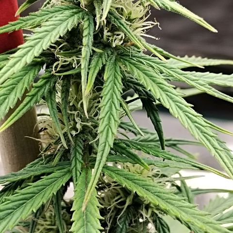 Critikal XXL auto growlog timeline photo