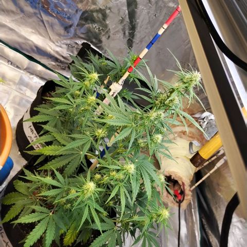 Critikal XXL auto growlog timeline photo