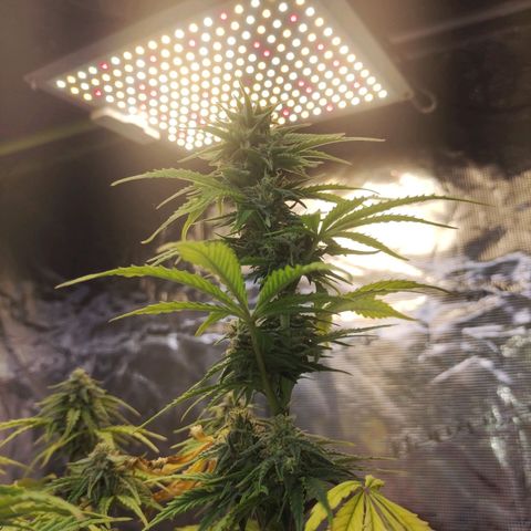 Matanuska growlog timeline photo