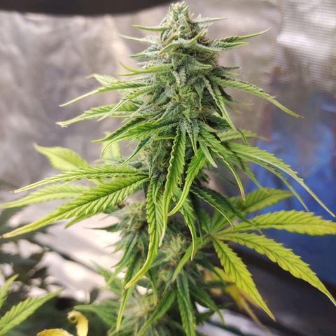 Matanuska growlog timeline photo